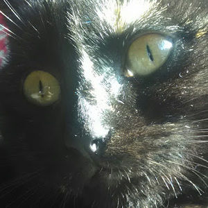 Meet your Posher, Stupid